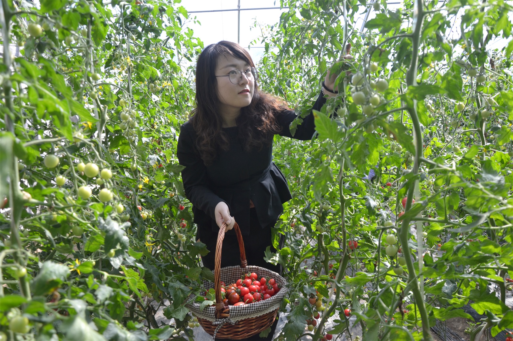 1521508041640913.jpg 五彩果.jpg