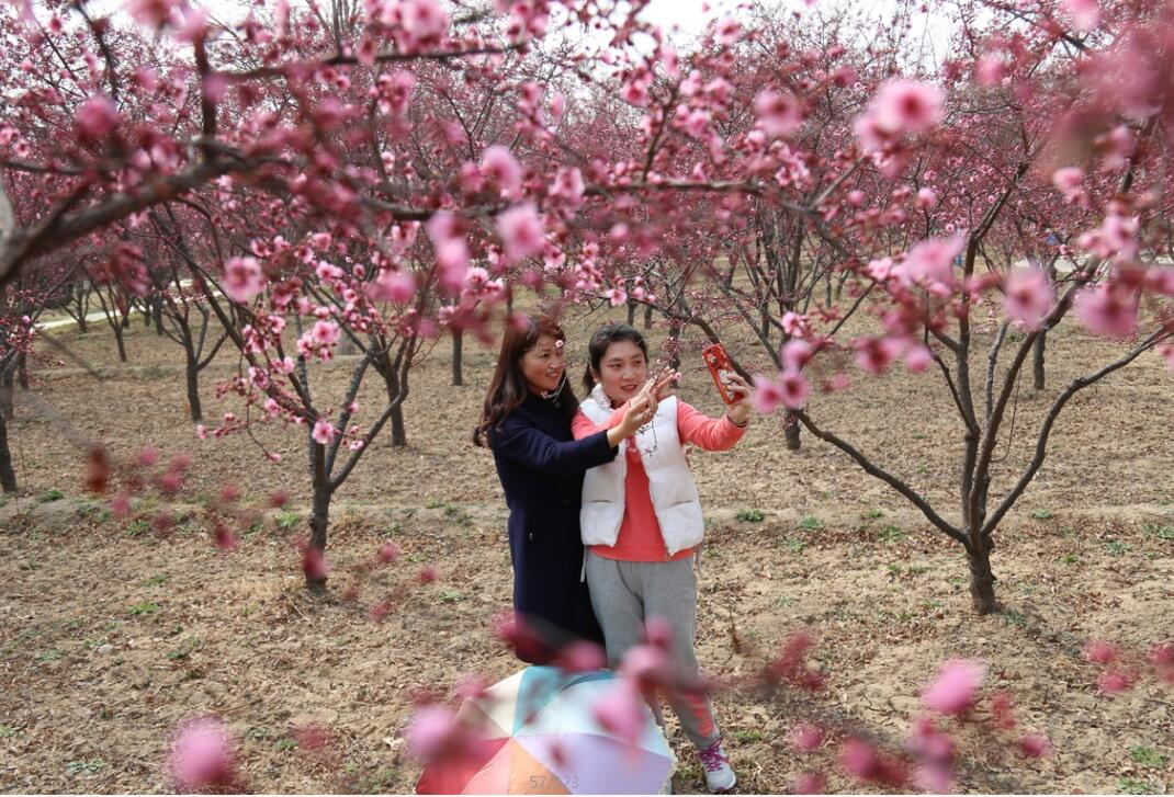 孙武樱花_看图王.jpg