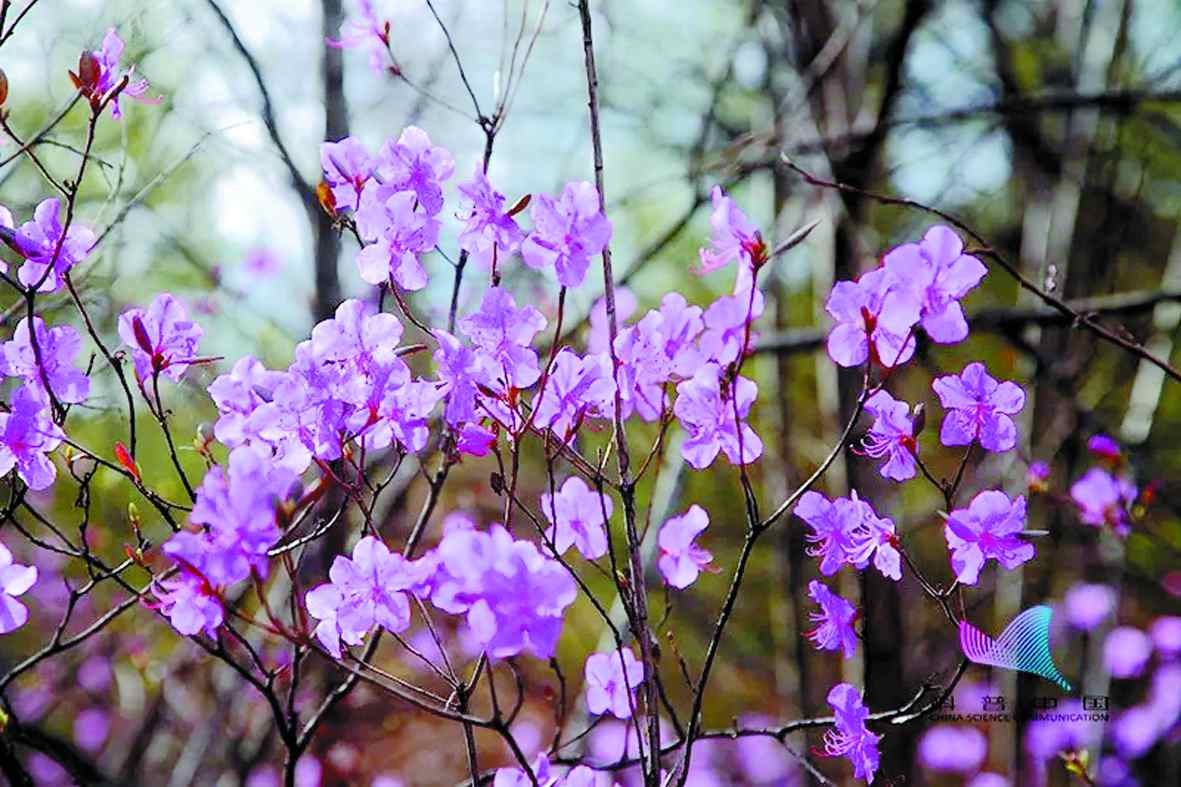 1548118690683165.jpg 01.jpg