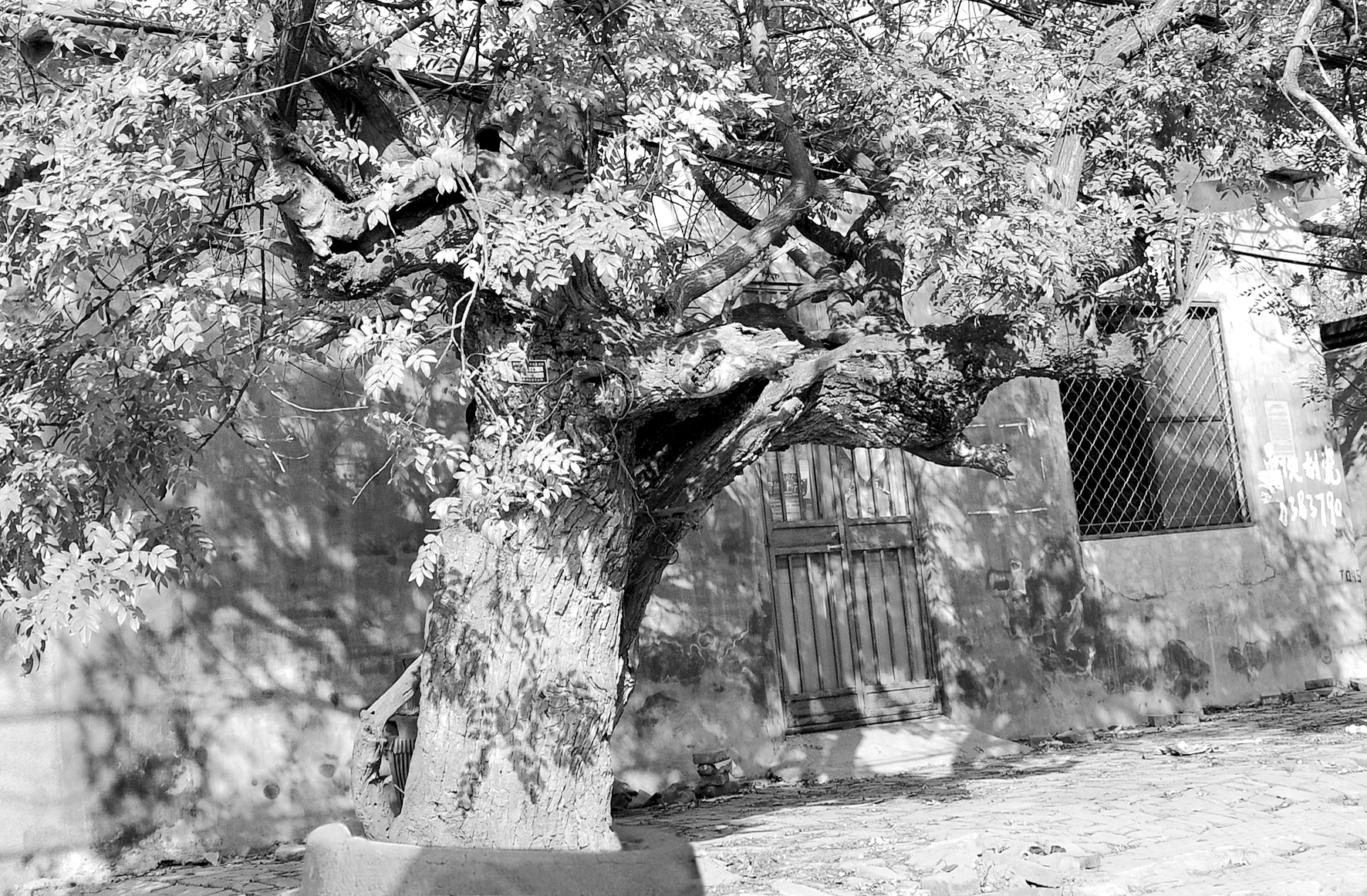 1552008448729174.jpg A023(2) (1).jpg