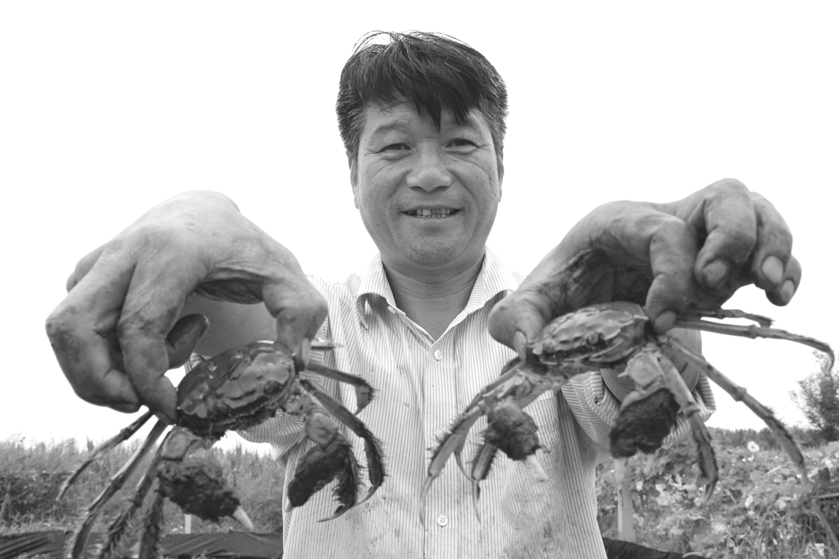 1568945782652479.jpg 石庙镇孟家社区小徐家的范召洪夫妇俩的“黄河口大闸蟹”喜获丰收.jpg