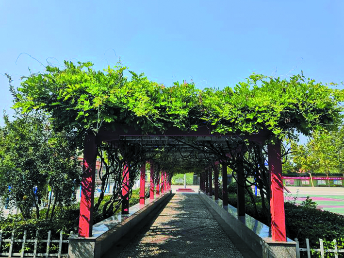学校绿化33.jpg