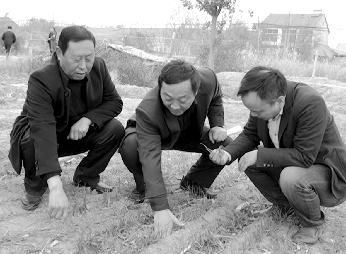 小麦 (1).jpg