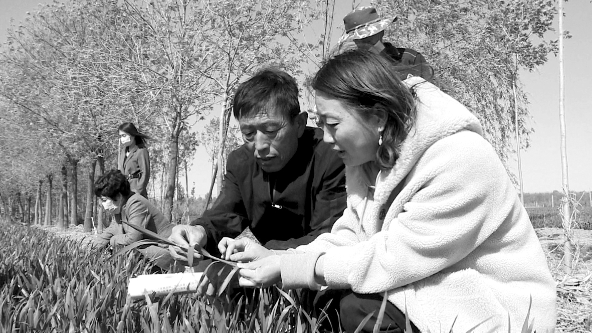 小麦技术指导.jpg