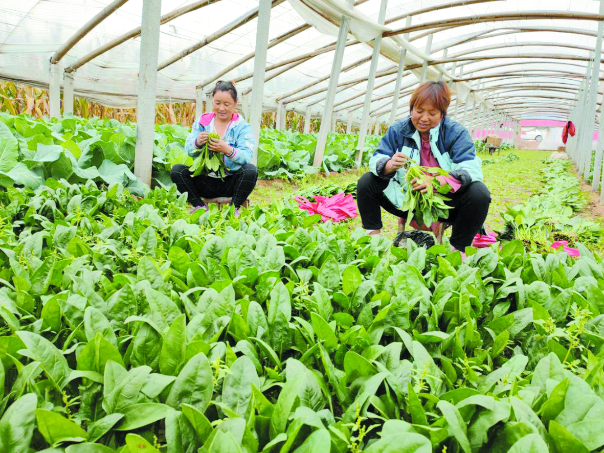 清河社员在大棚收获菠菜.jpg
