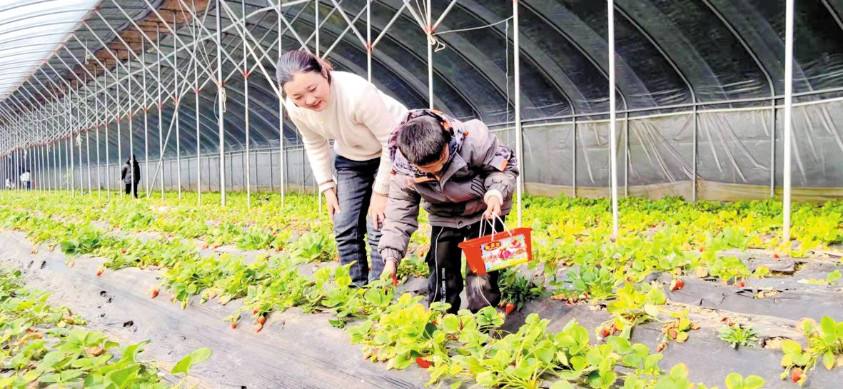 12李庄草莓采摘正文1.jpg