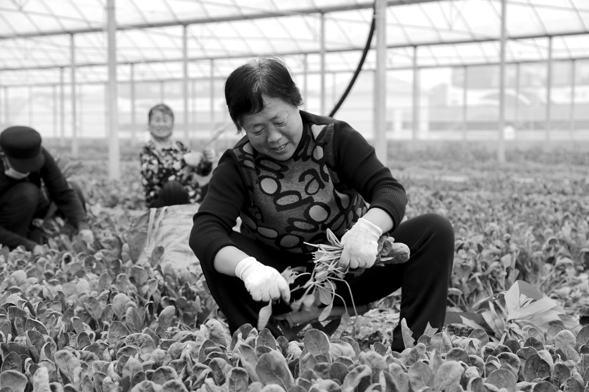 淄角百亩菠菜000.jpg