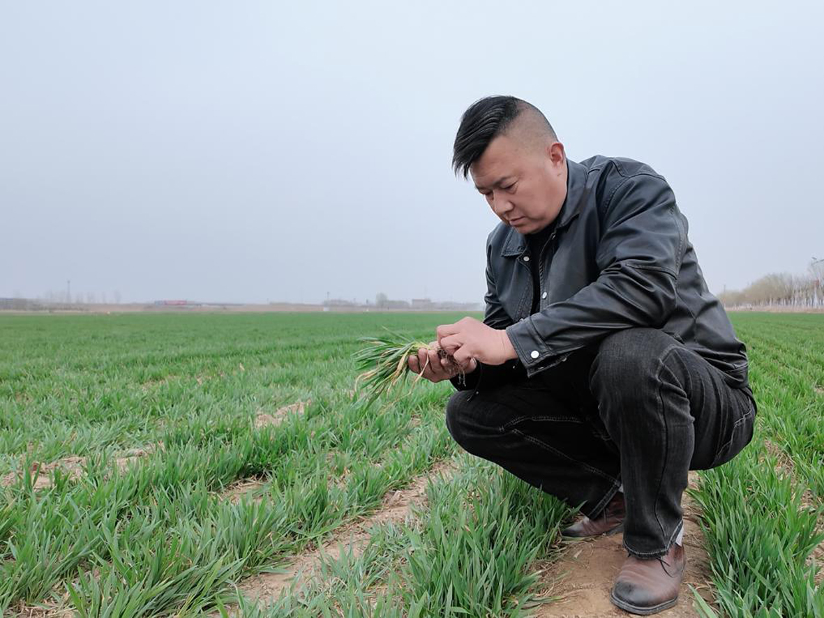 在聊城临清市金郝庄镇的一处麦地，王0.jpg